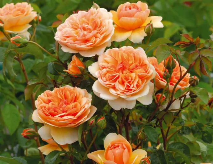 Rose Port Sunlight, Rosa Port Sunlight, English Port Sunlight, David Austin Roses, English Roses, Yellow roses, shrub roses, Rose Bushes, Garden Roses, very fragrant roses, Favorite roses, Hedge roses