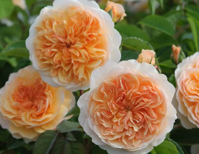 Rose Port Sunlight, Rosa Port Sunlight, English Port Sunlight, David Austin Roses, English Roses, Yellow roses, shrub roses, Rose Bushes, Garden Roses, very fragrant roses, Favorite roses, Hedge roses