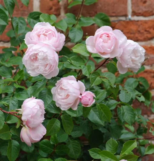 Rose 'The Generous Gardener', Ausdrawn, Rosa 'The Generous Gardener', English Rose 'The Generous Gardener', David Austin Roses, English Roses, Climbing Roses, Pink roses, very fragrant roses, fragrant roses