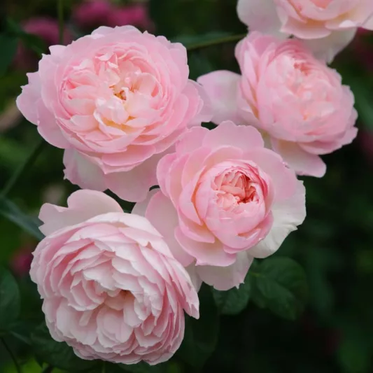 Rosa 'Gentle Hermione', English Rose 'Gentle Hermione', David Austin Roses, English Roses, Shrub Roses