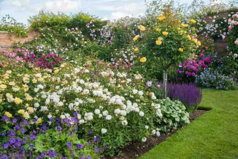 Rose Susan Williams-Ellis, Rosa Susan Williams-Ellis, English Rose Susan Williams-Ellis, David Austin Roses, English Roses, English Rose, Shrub roses, Rose Bushes, Garden Roses, white roses