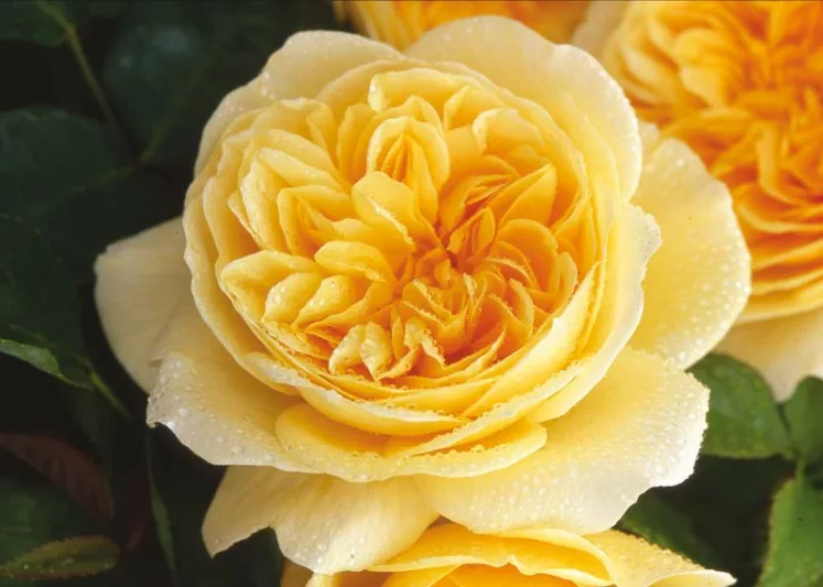 Rose Teasing Georgia, Rosa 'Teasing Georgia', English Rose 'Teasing Georgia', David Austin Roses, English Roses, Yellow roses, shrub roses, Rose Bushes, Garden Roses, fragrant roses, Favorite roses
