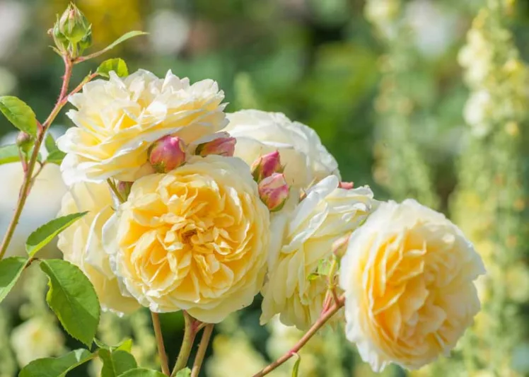 Rose Teasing Georgia, Rosa 'Teasing Georgia', English Rose 'Teasing Georgia', David Austin Roses, English Roses, Yellow roses, shrub roses, Rose Bushes, Garden Roses, fragrant roses, Favorite roses