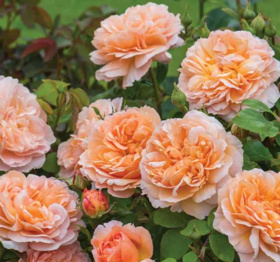 Rose 'The Lady Gardener', Ausbrass, Rosa 'The Lady Gardener', English Rose 'The Lady Gardener', David Austin Roses, English Roses, Shrub Roses, Apricot roses, very fragrant roses, Rose bushes, Garden Roses, Peach roses, Orange roses