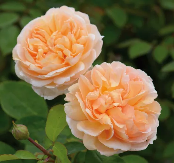 Rose 'The Lady Gardener', Ausbrass, Rosa 'The Lady Gardener', English Rose 'The Lady Gardener', David Austin Roses, English Roses, Shrub Roses, Apricot roses, very fragrant roses, Rose bushes, Garden Roses, Peach roses, Orange roses