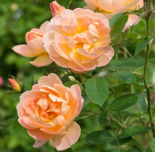 Rosa The Lark Ascending, Rosa The Lark Ascending, English Rose The Lark Ascending, David Austin Rose, English Rose, Fragrant roses, Shrub roses, orange roses, apricot roses