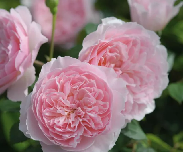 Rose Wisley 2008, Rosa 'Wisley 2008', English Rose 'Wisley 2008', David Austin Roses, English Roses, English Rose, Shrub roses, Rose Bushes, Garden Roses, pink roses