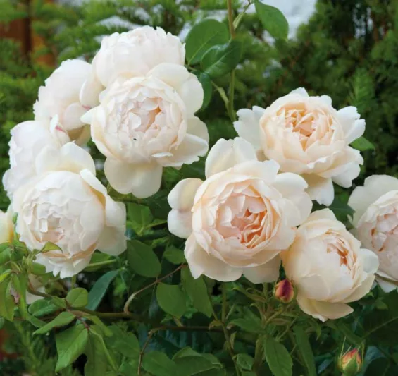 Rosa Wollerton Old Hall, Rosa Wollerton Old Hall, English Rose Wollerton Old Hall, David Austin Rose, English Rose, Fragrant roses, Shrub roses, cream roses, white roses