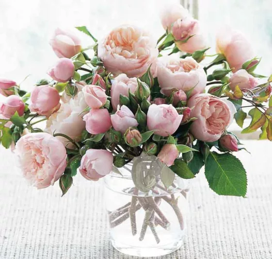 Rose 'The Generous Gardener', Ausdrawn, Rosa 'The Generous Gardener', English Rose 'The Generous Gardener', David Austin Roses, English Roses, Climbing Roses, Pink roses, very fragrant roses, fragrant roses