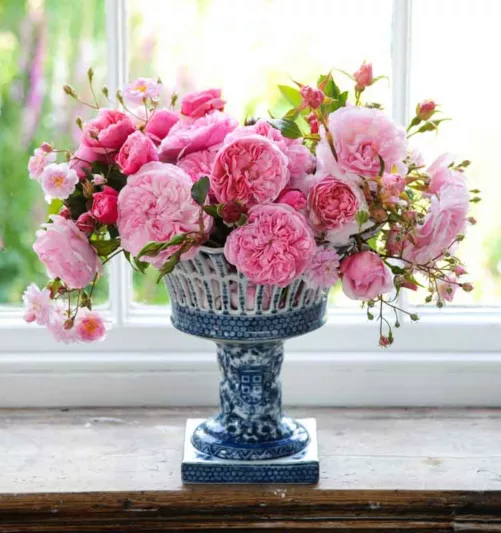Rose 'St Swithun', Auswith, Rosa 'St Swithun', Shrub Rose 'St Swithun', Climbing Rose 'James Galway', David Austin Roses, English Roses, Climbing Roses, Pink roses, very fragrant roses