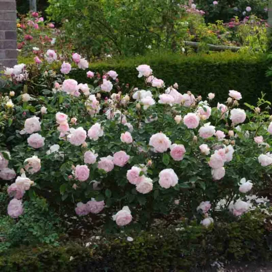 Rosa 'Gentle Hermione', English Rose 'Gentle Hermione', David Austin Roses, English Roses, Shrub Roses
