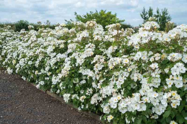 Rose Kew Gardens, Rosa Kew Gardens, English Rose Kew Gardens, David Austin Rose, English Rose, Fragrant roses, Shrub roses, white roses, Hedge Rose