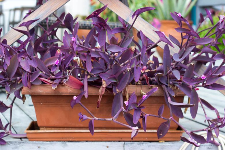 Tradescantia pallida Purpurea, Purple Heart, Purple Queen, Wandering Jew 'Purpurea', Purple Spiderwort, Setcreasea purpurea, Setcreasea tampicana, Tradescantia pallida 'Purple Heart', Tradescantia purpurea, Purple groundcover