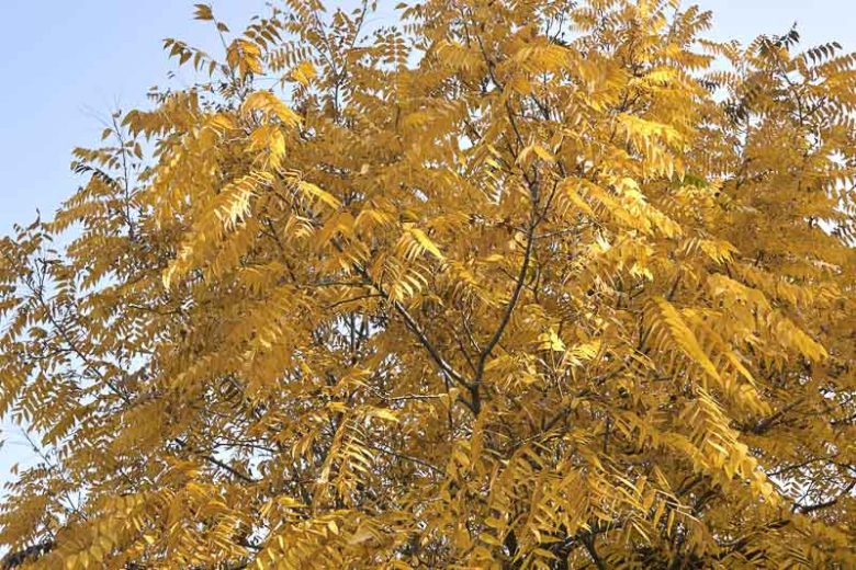 Juglans nigra, Black Walnut, Eastern Black Walnut, American Black Walnut, Deciduous Tree, Fall Color, Fruit Tree
