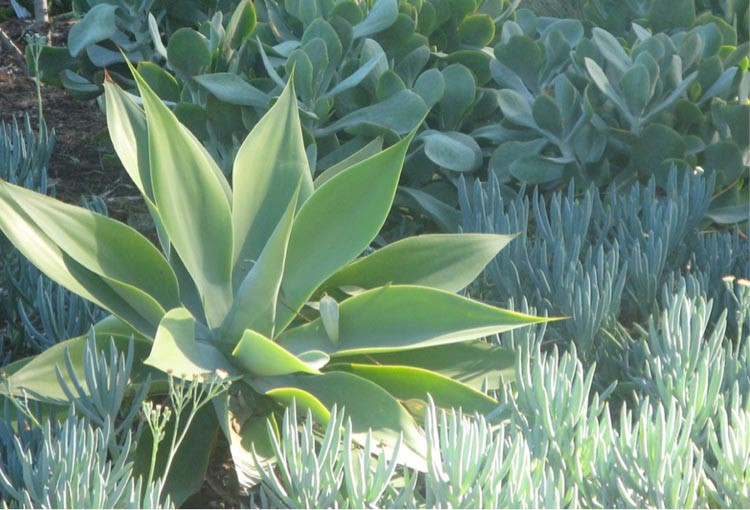 Agave attenuata, Fox Tail Agave,  Lion's Tail Agave, Swan's Neck Agave, Agave cernua, Agave glaucescens, Agave pruinosa
