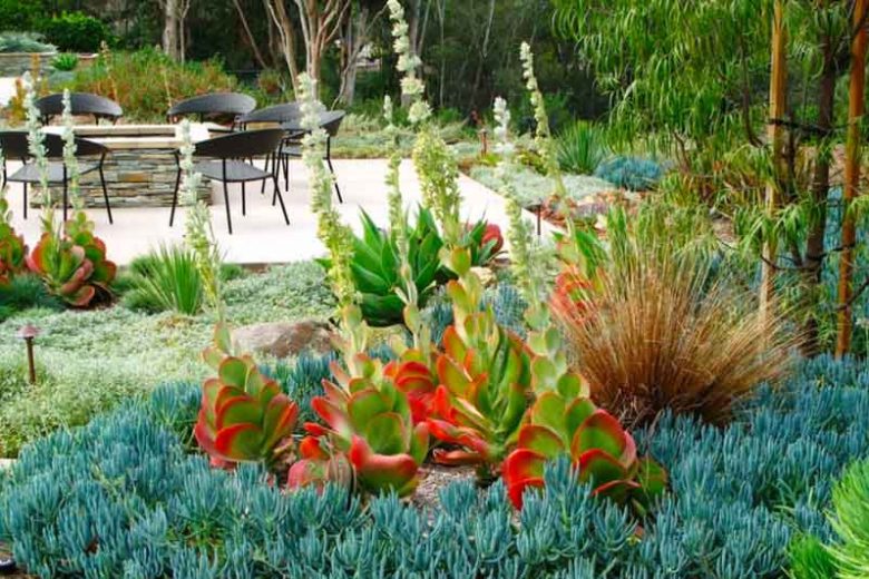Senecio mandraliscae,  Blue Chalk Sticks, Blue Chalksticks, Blue Senecio, Kleinia mandraliscae, Senecio talinoides var. mandraliscae, Blue succulent, Blue groundcover, Groundcover succulent