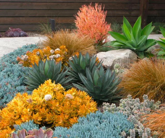 Sedum rupestre 'Angelina', Sedum album 'Angelina', Sedum 'Angelina', Golden Sedum, Yellow Sedum, Orange Sedum, Yellow Succulent, Angelina Stonecrop