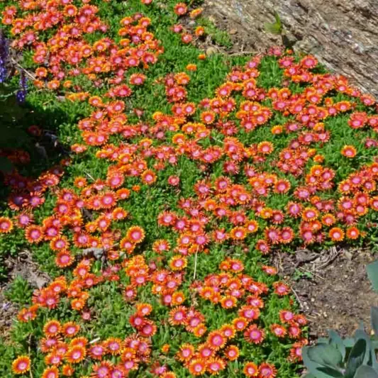 Delosperma 'Fire Spinner', Ice Plant 'Fire Spinner', 'Fire Spinner' Ice Plant, Drought tolerant perennials, orange perennial flowers, Evergreen perennial, Low maintenance perennial, perennial ground cover