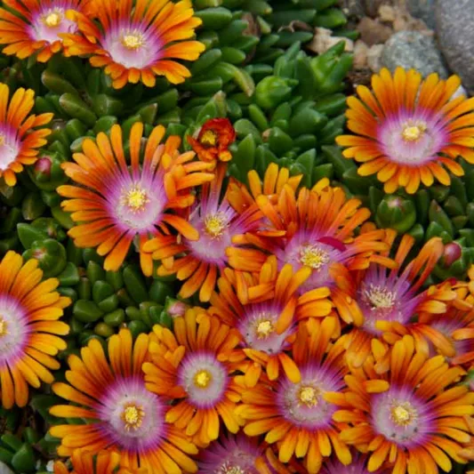 Delosperma 'Fire Spinner', Ice Plant 'Fire Spinner', 'Fire Spinner' Ice Plant, Drought tolerant perennials, orange perennial flowers, Evergreen perennial, Low maintenance perennial, perennial ground cover