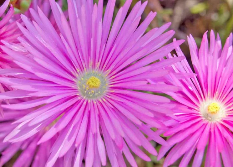 Delosperma cooperi, Ice Plant, Drought tolerant perennials, purple perennial flowers, succulent, Low maintenance perennial, perennial ground cover
