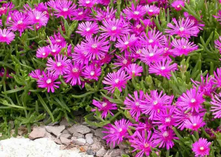 Delosperma cooperi (Ice Plant)
