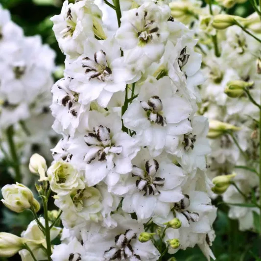 Delphinium Black Eyed Angels, Delphinium x Elatum 'Black Eyed Angels', New Millennium Series, White Delphinium, White flowers