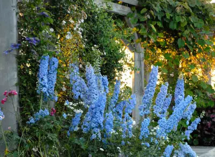 Delphinium Blue Lace, Delphinium x Elatum 'Blue Lace', New Millennium Series, Blue Delphinium, Blue flowers