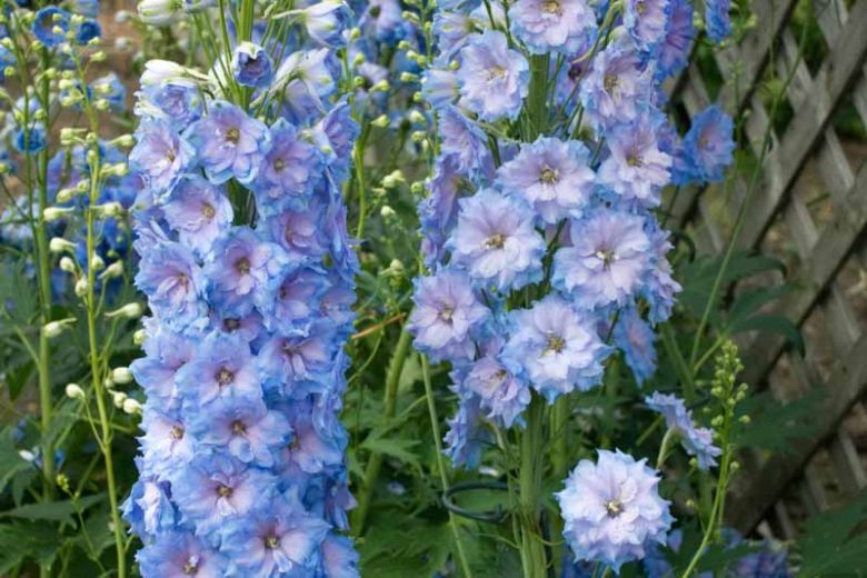 Delphinium Blue Lace, Delphinium x Elatum 'Blue Lace', New Millennium Series, Blue Delphinium, Blue flowers