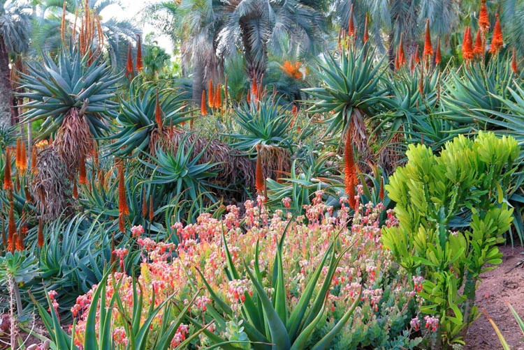 Kalanchoe marnieriana, Marnier's Kalanchoe, Bryophyllum marnierianum, succulent plant, Pink flowers, Drought tolerant plant, succulent
