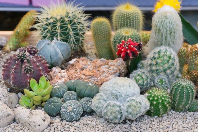 Mammillaria plumosa, Feather Cactus, Chilita plumosa, Ebnerella plumosa, Escobariopsis plumosa, Neomammillaria plumosa, Small Succulent, Small Cactus