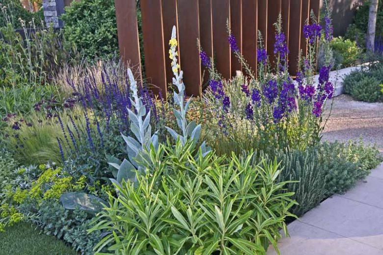 Verbascum bombyciferum, Broussa Mullein, Turkish Mullein, Giant Silver Mullein, Yellow flowers,  Architectural plants, Vertical Plants, Deer Tolerant perennials,