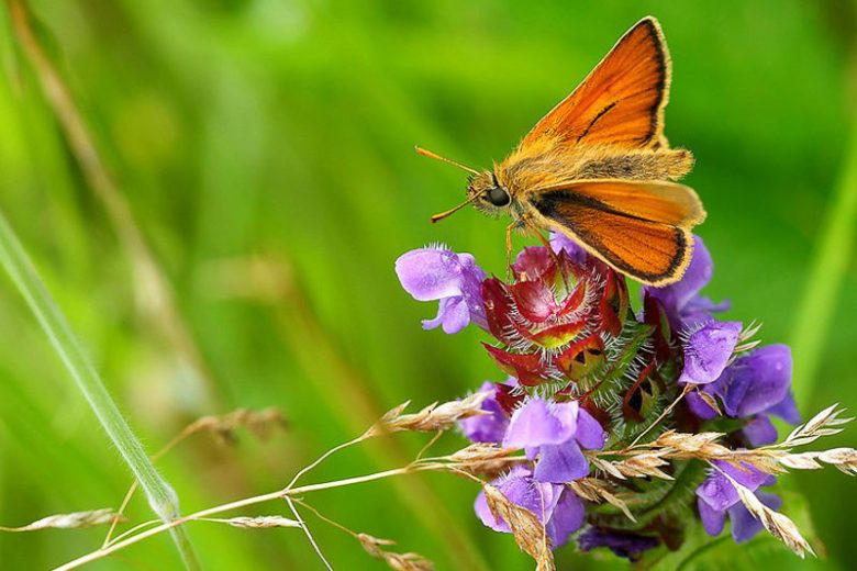 Prunella vulgaris, Selfheal, All-Heal, Blue Curls, Blue Lucy, Carpenter Grass, Carpenter's Square, Heart of the Earth, Herb Carpenter, California Native Plant, California Native Perennial