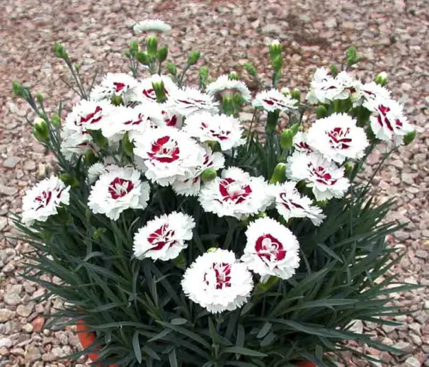 Dianthus 'Coconut Surprise', Pink 'Coconut Surprise', Coconut Surprise Maiden Pink, Red Flowers, Red Dianthus, Bicolor Flowers, Bicolor Dianthus, Bicolor Garden Pink