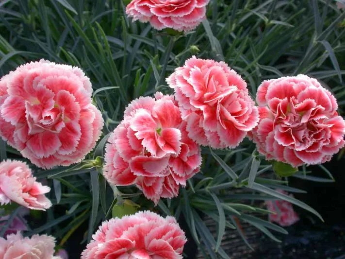 Dianthus 'Coral Reef', Pink 'Coral Reef', Coral Reef Pink, Salmon Flowers, Salmon Dianthus, Pink Flowers, Pink Dianthus,Pink Garden Pink