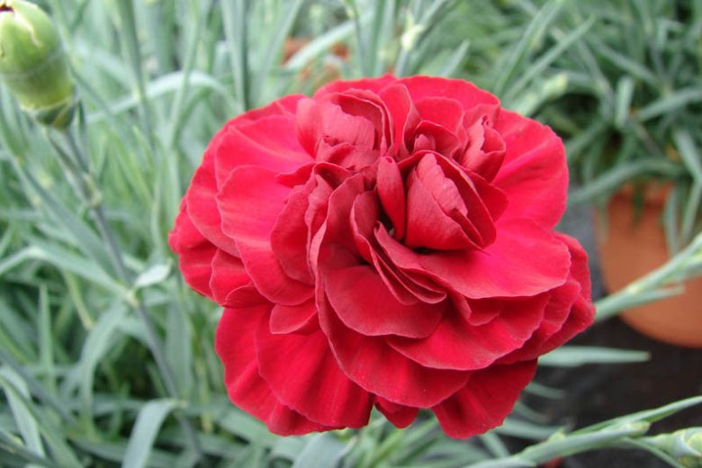 Dianthus 'Romance', Pink 'Passion', Passion Pink, Red Flowers, Red Dianthus, Red Flowers, Red Dianthus