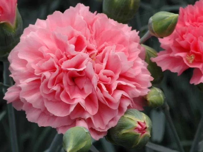 Dianthus 'Pink Fizz', Pink 'Pink Fizz', Pink Fizz Pink, Salmon Flowers, Salmon Dianthus, Pink Flowers, Pink Dianthus,Pink Garden Pink