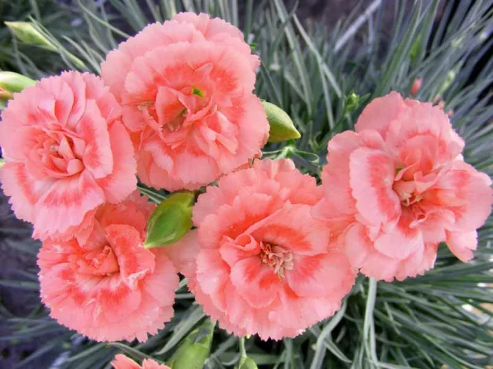 Dianthus 'Romance', Pink 'Romance', Romance Pink, Salmon Flowers, Salmon Dianthus, Pink Flowers, Pink Dianthus,Pink Garden Pink