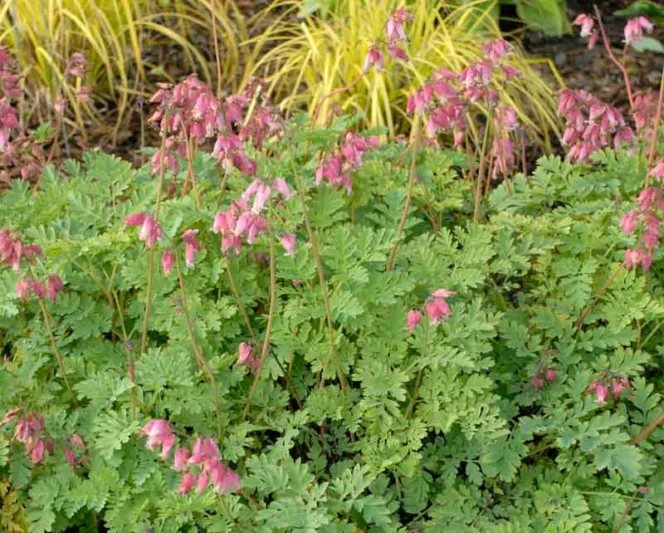 Dicentra 'Luxuriant', Bleeding Heart 'Luxuriant', Showy Bleeding heart 'Luxuriant', Dutchman's Breeches 'Luxuriant', Chinaman's Breeches 'Luxuriant', Locks and Keys 'Luxuriant', Lyre Flower 'Luxuriant', Seal Flower 'Luxuriant', Pink Flowers, Shade Perennial