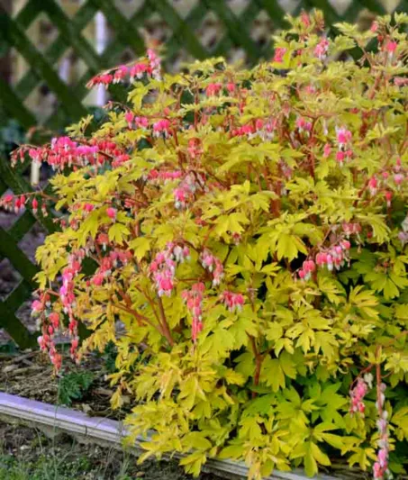 Dicentra Spectabilis 'Gold Heart',Bleeding Heart 'Gold Heart', Dutchman's Breeches 'Gold Heart', Chinaman's Breeches 'Gold Heart', Locks and Keys 'Gold Heart', Lyre Flower 'Gold Heart', Seal Flower 'Gold Heart', Lamprocapnos Spectabilis 'Gold Heart', Shade perennial