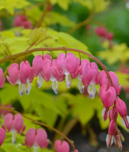 Dicentra Spectabilis 'Gold Heart',Bleeding Heart 'Gold Heart', Dutchman's Breeches 'Gold Heart', Chinaman's Breeches 'Gold Heart', Locks and Keys 'Gold Heart', Lyre Flower 'Gold Heart', Seal Flower 'Gold Heart', Lamprocapnos Spectabilis 'Gold Heart', Shade perennial