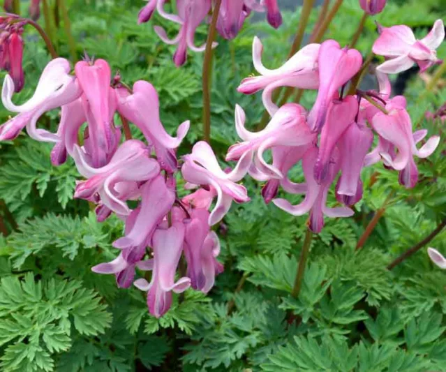Dicentra spectabilis, Bleeding Heart, Lamprocapnos spectabilis, Shade gardens, shady gardens, Pink Flowers, Bleeding Heart, Showy Bleeding heart, Dutchman's Breeches, Chinaman's Breeches, Locks and Keys, Lyre Flower, Seal Flower, Old-Fashioned Bleeding Heart, Lamprocapnos Spectabilis