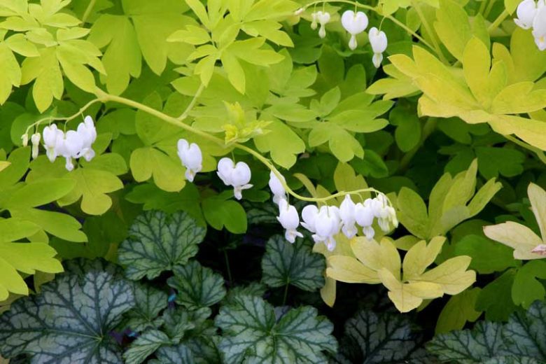 Dicentra Spectabilis White Gold,Bleeding Heart White Gold, Dutchman's Breeches White Gold, Chinaman's Breeches White Gold, Locks and Keys White Gold, Lyre Flower White Gold, Seal Flower White Gold, Lamprocapnos Spectabilis White Gold, White flowers