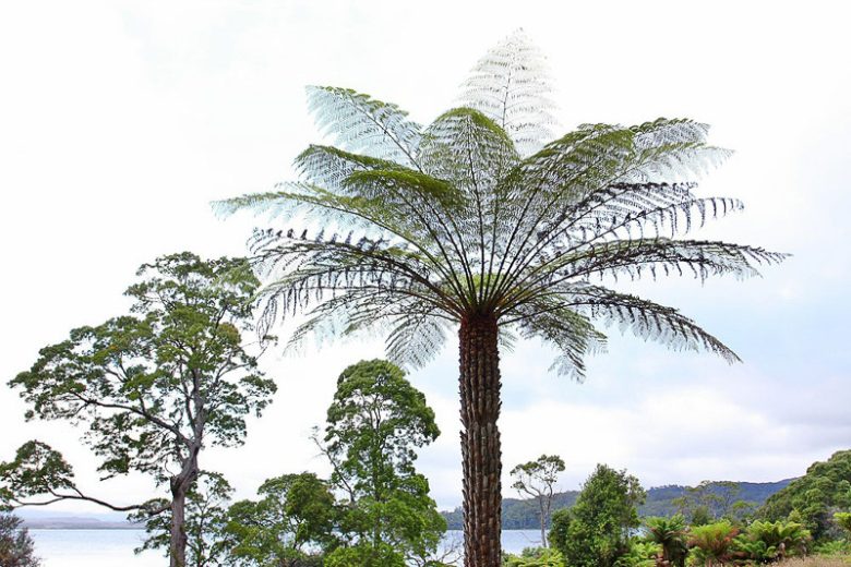 Dicksonia antarctica, Soft Tree Fern, Australian Tree Fern, Tasmanian Tree Fern, Woolly Tree Fern, Drought tolerant tree