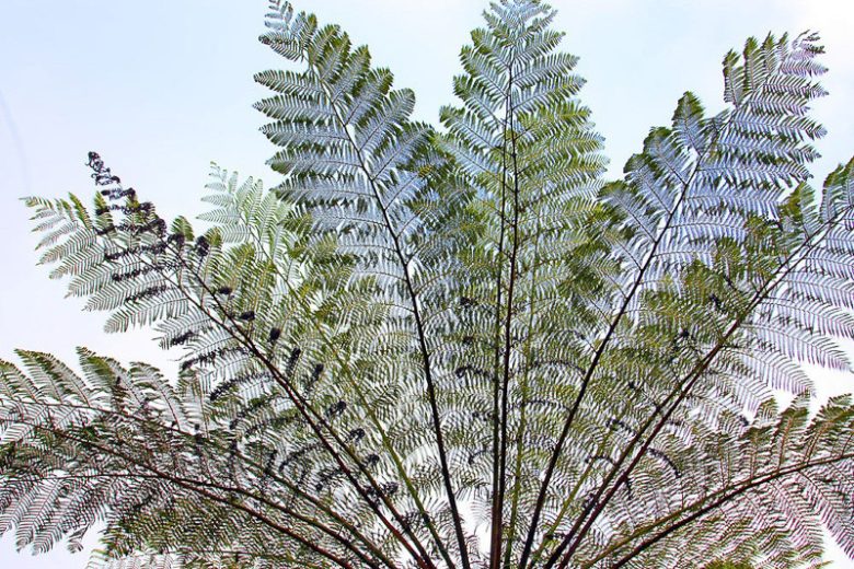 Dicksonia antarctica, Soft Tree Fern, Australian Tree Fern, Tasmanian Tree Fern, Woolly Tree Fern, Drought tolerant tree