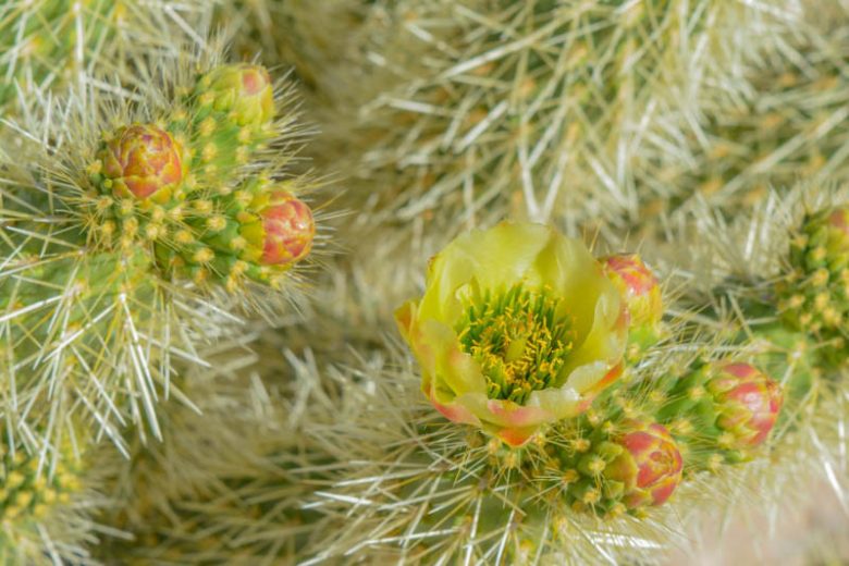 Cylindropuntia bigelovii, Teddybear Cholla, Golden Spined Jumping Cholla, Teddy-Bear Cactus, Oso de Peluche, Teddy-Bear Cholla, Opuntia bigelovii