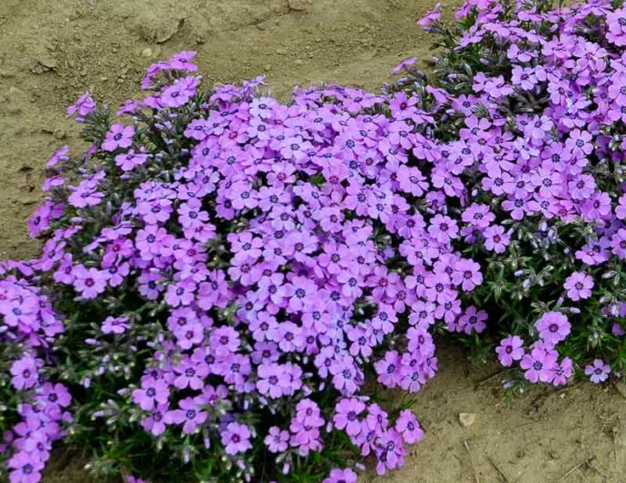 Phlox Subulata 'Eye Shadow', Phlox 'Eye Shadow', Alpine Phlox 'Eye Shadow', Moss Phlox 'Eye Shadow', Creeping phlox 'Eye Shadow', Pink Phlox, Pink flowers, Purple Phlox, Purple Flowers