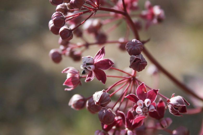 Asclepias cordifolia, Heartleaf Milkweed, Heart Leaf Milkweed, Purple Milkweed, Gomphocarpus cordifolius