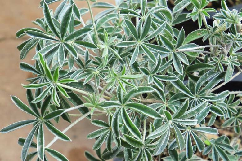 Lupinus albifrons, Silver Lupine, White-leaf Bush Lupine, Evergreen Lupine, Blue Flowers, Blue Perennial