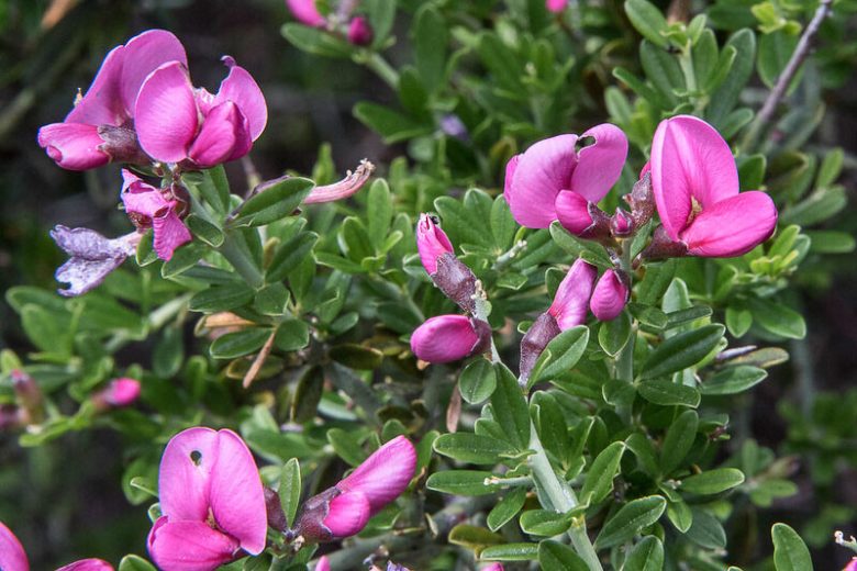Pickeringia montana, Chaparral Pea, Montana Chaparral Pea, California Native Plant, California Native Shrub, Purple Flowers, Pink Flowers