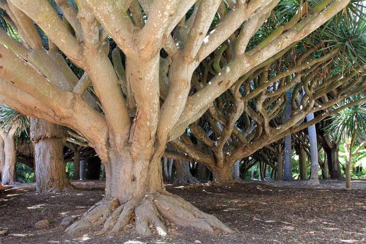 Dracaena draco, Dragon Tree, Dragon Blood tree, Asparagus draco, Drought tolerant shrub, drought tolerant tre